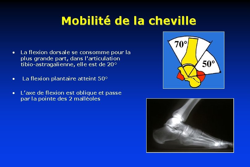 Mobilité de la cheville • • • La flexion dorsale se consomme pour la Mobilité de la cheville • • • La flexion dorsale se consomme pour la