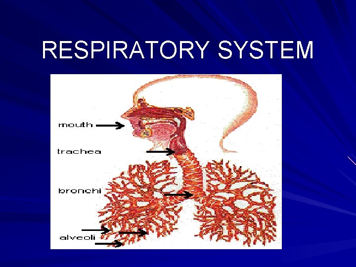 RESPIRATORY SYSTEM 