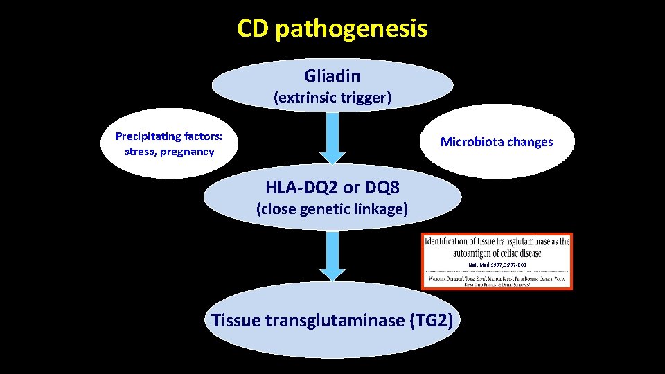 CD pathogenesis Gliadin (extrinsic trigger) Precipitating factors: stress, pregnancy Microbiota changes HLA-DQ 2 or