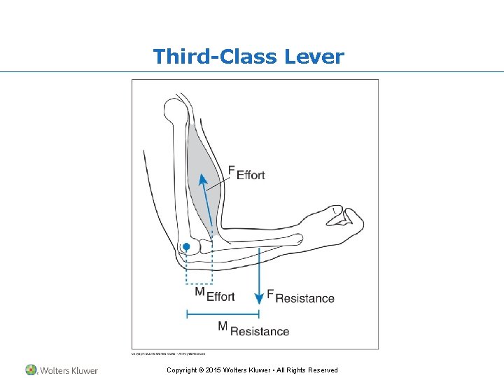 Third-Class Lever Copyright © 2015 Wolters Kluwer • All Rights Reserved 