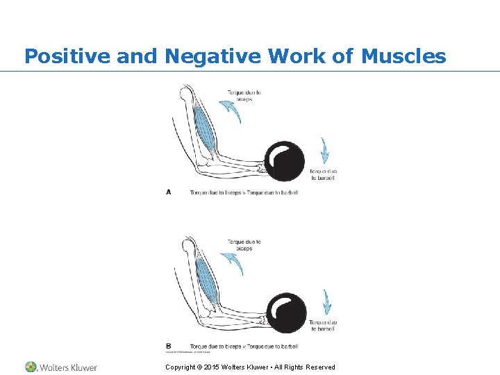 Positive and Negative Work of Muscles Copyright © 2015 Wolters Kluwer • All Rights