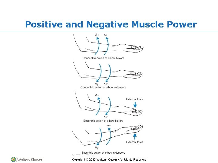 Positive and Negative Muscle Power Copyright © 2015 Wolters Kluwer • All Rights Reserved