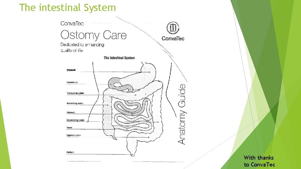 The intestinal System With thanks to Conva. Tec 