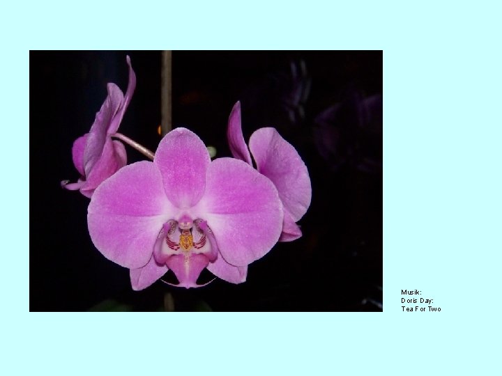 Musik: Doris Day: Tea For Two 