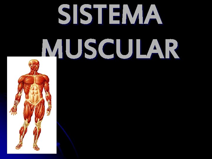 SISTEMA MUSCULAR 