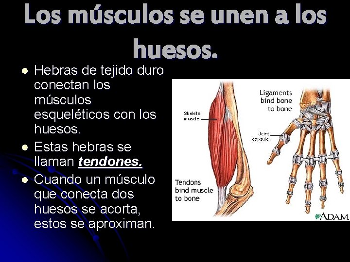 Los músculos se unen a los huesos. l l l Hebras de tejido duro