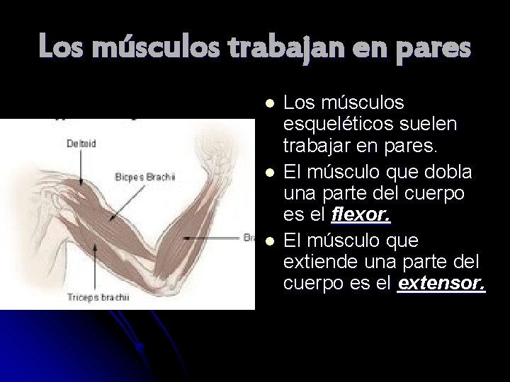 Los músculos trabajan en pares l l l Los músculos esqueléticos suelen trabajar en