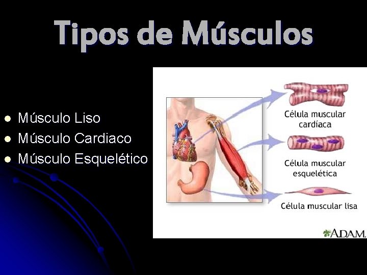 Tipos de Músculos l l l Músculo Liso Músculo Cardiaco Músculo Esquelético 