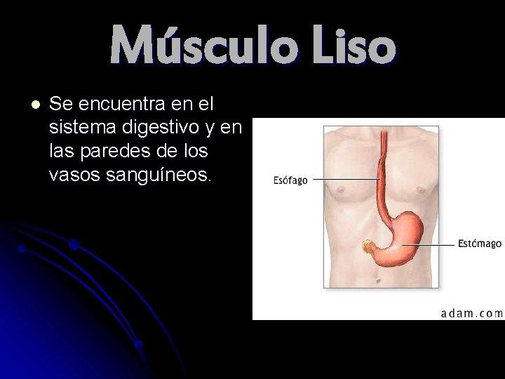 Músculo Liso l Se encuentra en el sistema digestivo y en las paredes de