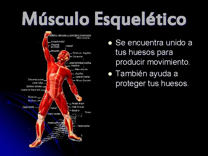 Músculo Esquelético l l Se encuentra unido a tus huesos para producir movimiento. También