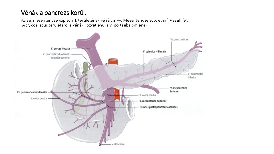 Vénák a pancreas körül. Az aa. mesentericae sup et inf. területének vénáit a vv.