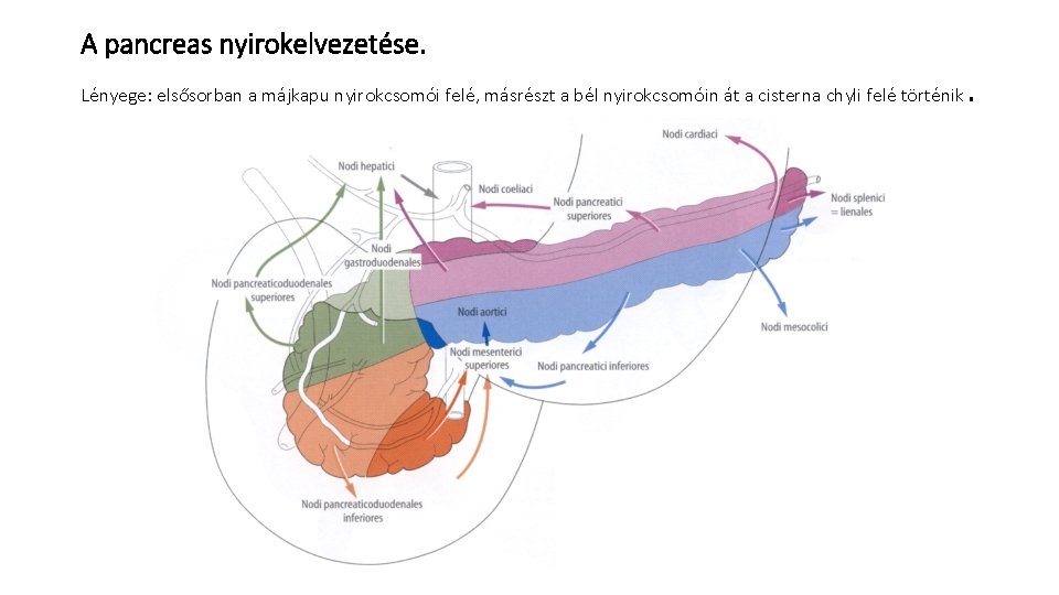 A pancreas nyirokelvezetése. Lényege: elsősorban a májkapu nyirokcsomói felé, másrészt a bél nyirokcsomóin át