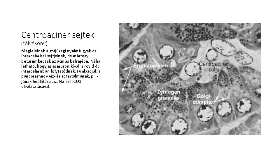 Centroaciner sejtek (félvékony) Megfelelnek a szájüregi nyálmirigyek dc. intercalarisai sejtjeinek, de mintegy betüremkedtek az