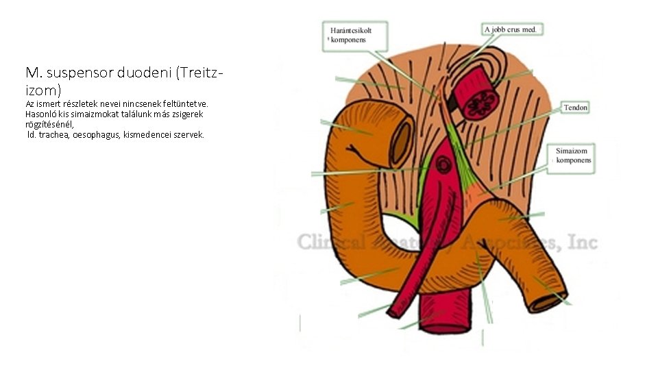 M. suspensor duodeni (Treitzizom) Az ismert részletek nevei nincsenek feltüntetve. Hasonló kis simaizmokat találunk