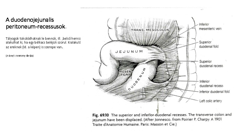 A duodenojejunalis peritoneum-recessusok. Tályogok tokolódhatnak le bennük, ill. ‚belső hernia’ alakulhat ki, ha egy