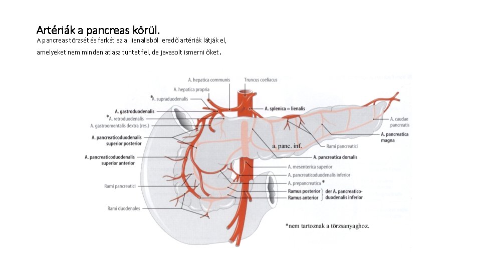 Artériák a pancreas körül. A pancreas törzsét és farkát az a. lienalisból eredő artériák