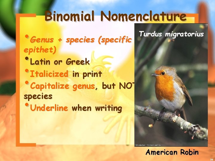 Binomial Nomenclature • Genus + species (specific epithet) • Latin or Greek • Italicized