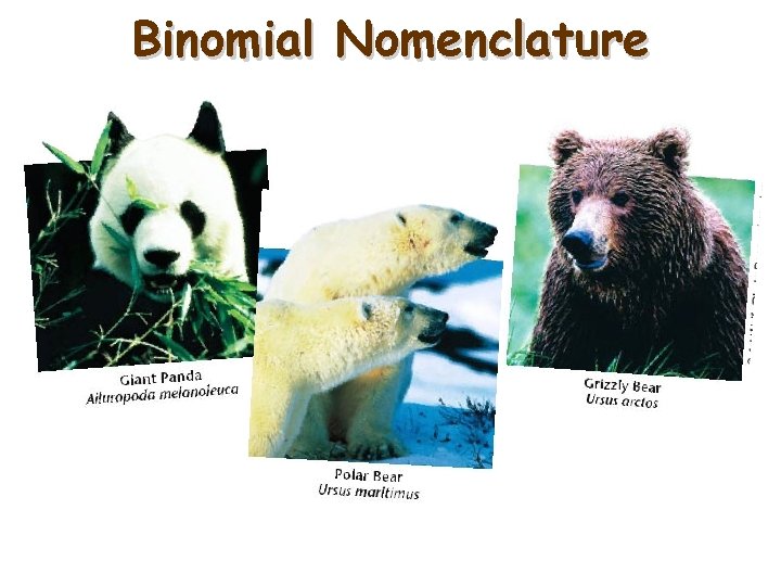 Binomial Nomenclature 11 