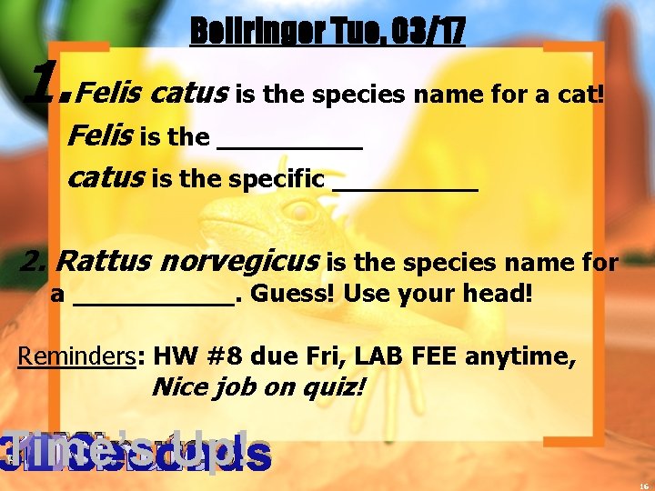 Bellringer Tue, 03/17 1. Felis catus is the species name for a cat! Felis