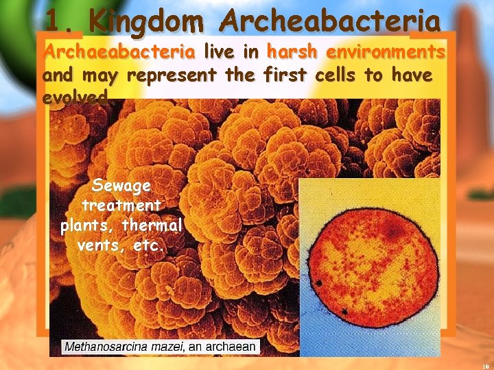 1. Kingdom Archeabacteria Archaeabacteria live in harsh environments and may represent the first cells