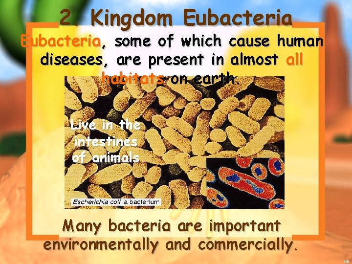 2. Kingdom Eubacteria, some of which cause human diseases, are present in almost all