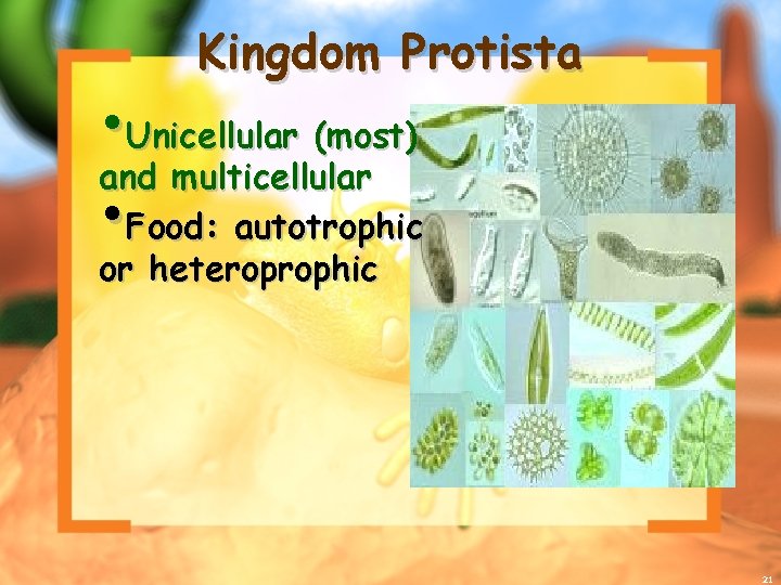 Kingdom Protista • Unicellular (most) and multicellular • Food: autotrophic or heteroprophic 21 