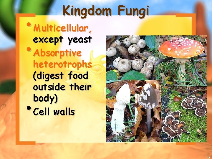 Kingdom Fungi • Multicellular, except yeast • Absorptive heterotrophs (digest food outside their body)