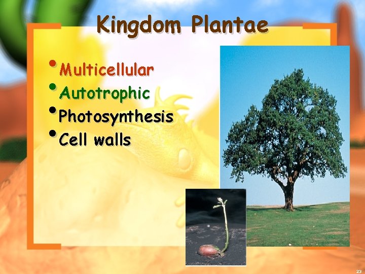 Kingdom Plantae • Multicellular • Autotrophic • Photosynthesis • Cell walls 23 