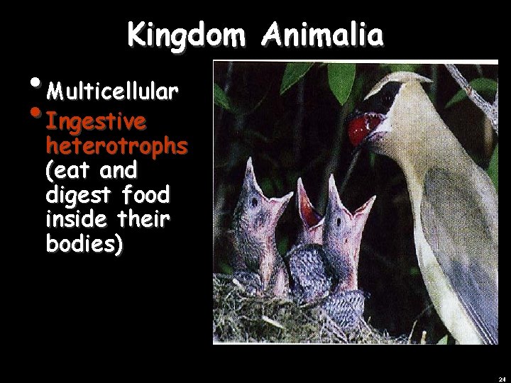 Kingdom Animalia • Multicellular • Ingestive heterotrophs (eat and digest food inside their bodies)