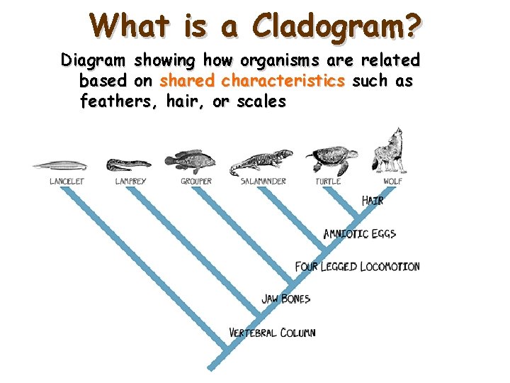 What is a Cladogram? Diagram showing how organisms are related based on shared characteristics