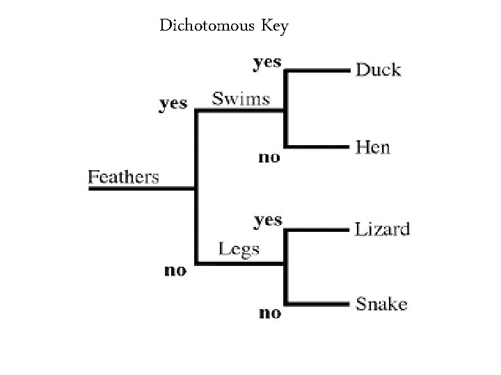 Dichotomous Key 34 