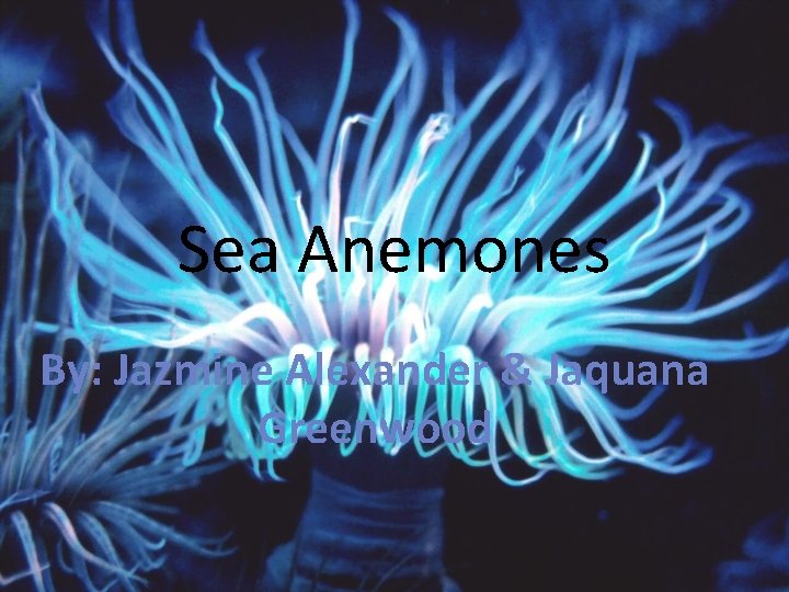 Sea Anemones By: Jazmine Alexander & Jaquana Greenwood 