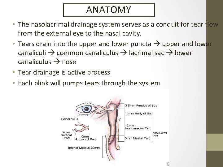 ANATOMY • The nasolacrimal drainage system serves as a conduit for tear flow from