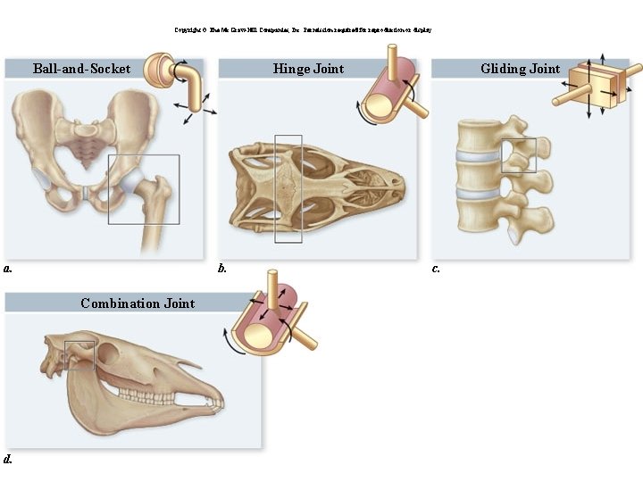 Copyright © The Mc. Graw-Hill Companies, Inc. Permission required for reproduction or display. Ball-and-Socket