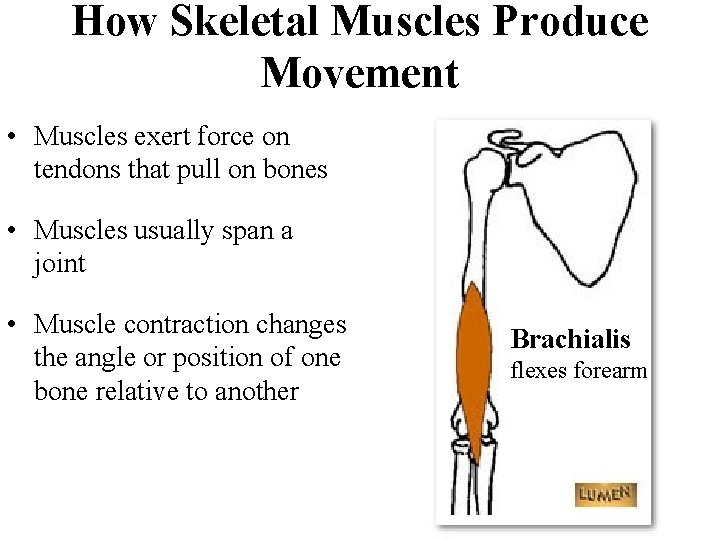 How Skeletal Muscles Produce Movement • Muscles exert force on tendons that pull on