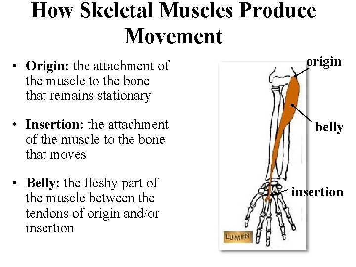 How Skeletal Muscles Produce Movement • Origin: the attachment of the muscle to the