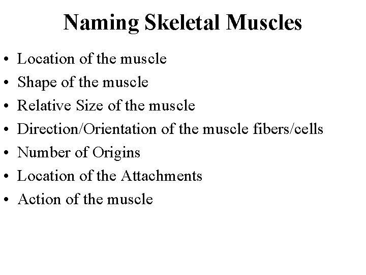 Naming Skeletal Muscles • • Location of the muscle Shape of the muscle Relative