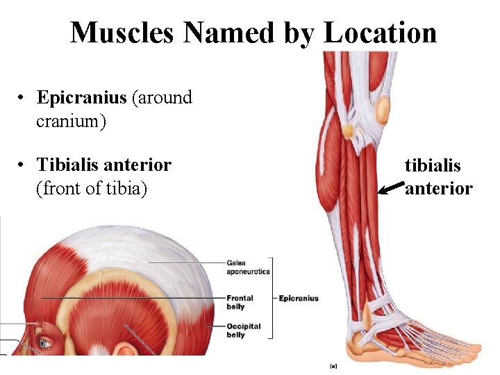 Muscles Named by Location • Epicranius (around cranium) • Tibialis anterior (front of tibia)