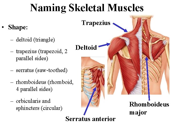Naming Skeletal Muscles Trapezius • Shape: – deltoid (triangle) – trapezius (trapezoid, 2 parallel