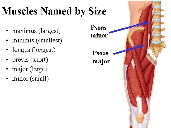 Muscles Named by Size • • • maximus (largest) minimis (smallest) longus (longest) brevis