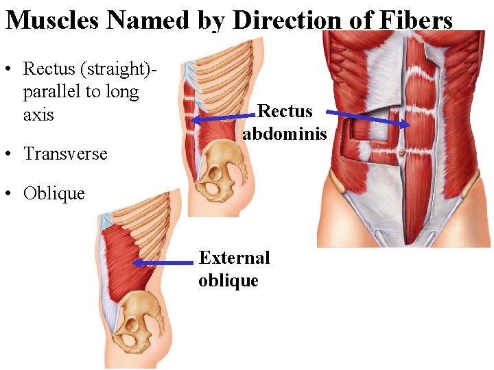 Muscles Named by Direction of Fibers • Rectus (straight)parallel to long axis • Transverse