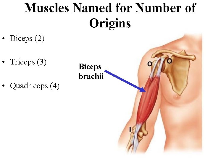 Muscles Named for Number of Origins • Biceps (2) • Triceps (3) • Quadriceps