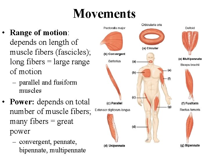 Movements • Range of motion: depends on length of muscle fibers (fascicles); long fibers