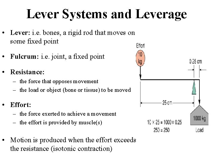 Lever Systems and Leverage • Lever: i. e. bones, a rigid rod that moves