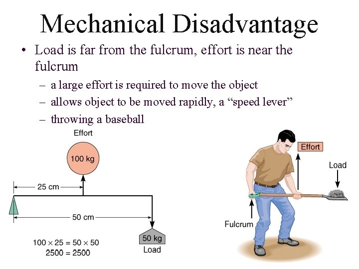 Mechanical Disadvantage • Load is far from the fulcrum, effort is near the fulcrum