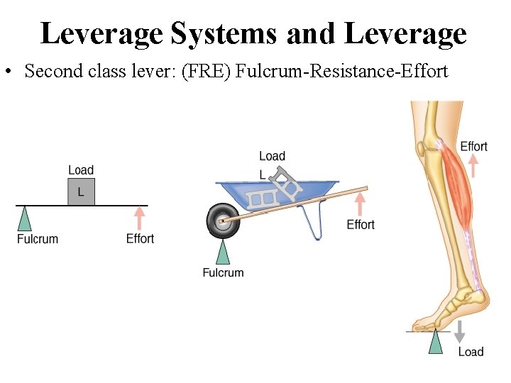 Leverage Systems and Leverage • Second class lever: (FRE) Fulcrum-Resistance-Effort 