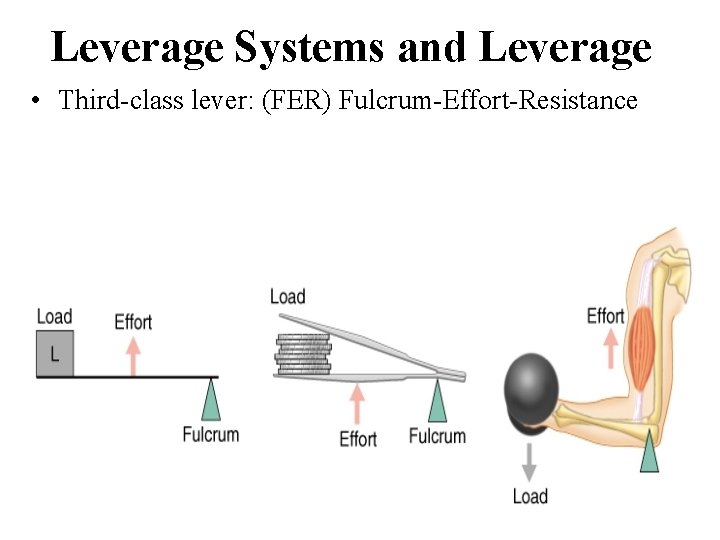 Leverage Systems and Leverage • Third-class lever: (FER) Fulcrum-Effort-Resistance 