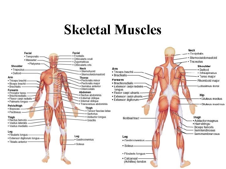 Skeletal Muscles 