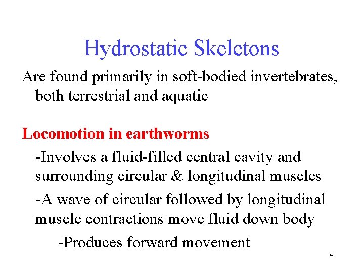 Hydrostatic Skeletons Are found primarily in soft-bodied invertebrates, both terrestrial and aquatic Locomotion in