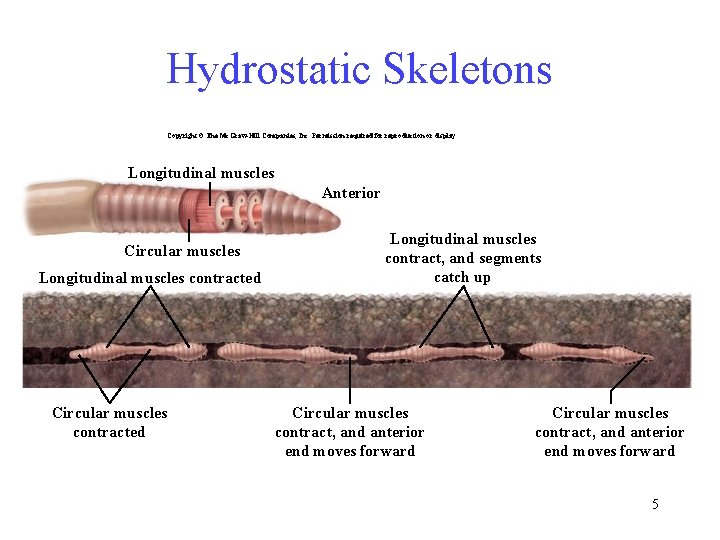 Hydrostatic Skeletons Copyright © The Mc. Graw-Hill Companies, Inc. Permission required for reproduction or